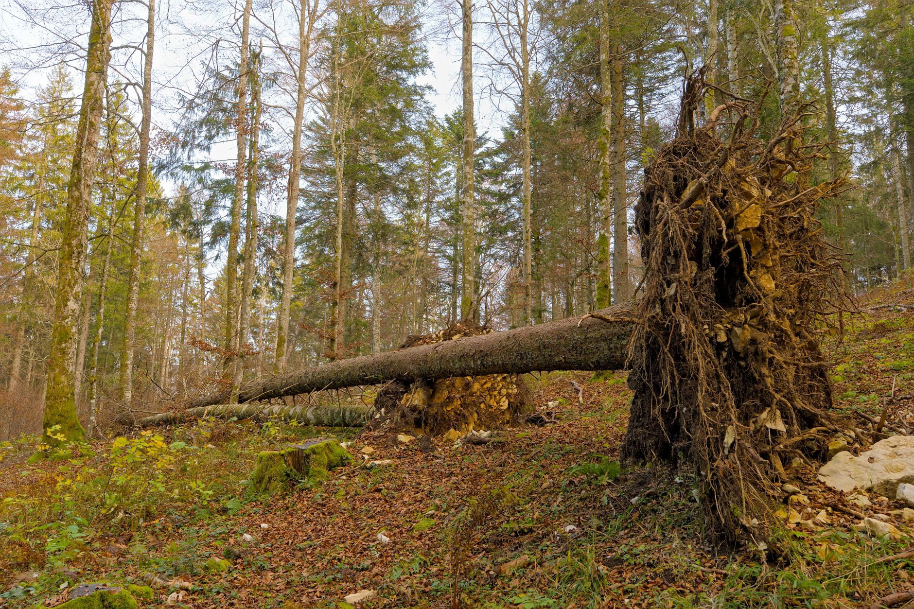 Enlèvement arbre urgence à Cambrai